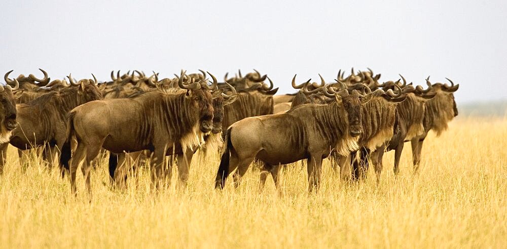 Wildebeest