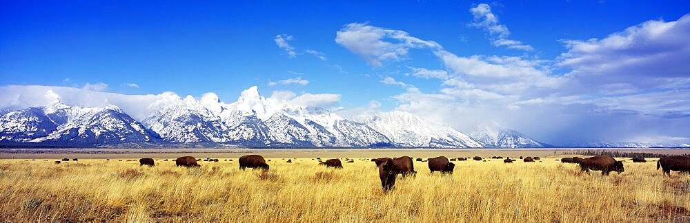 Bison Herd Grand Teton National Park WY USA