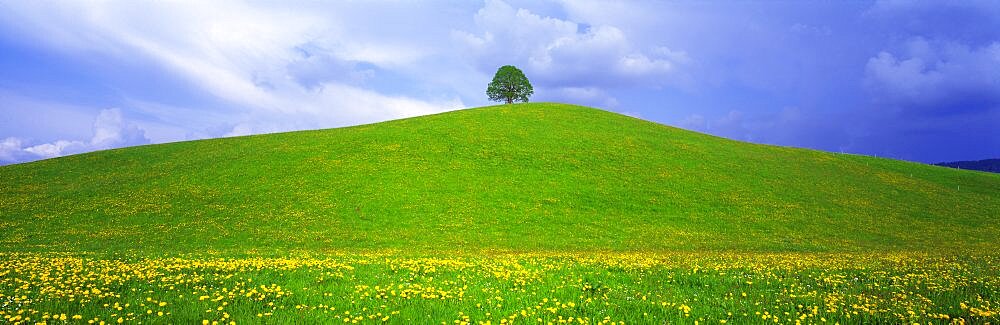 Linden Tree Zug Switzerland