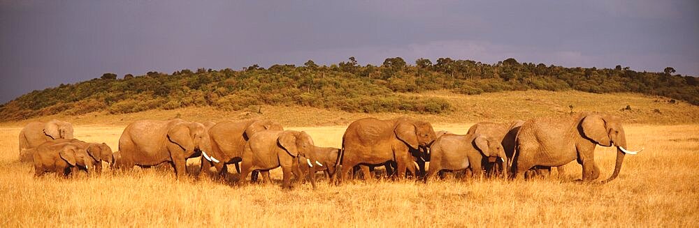 Elephant herd on a plain, Kenya, Maasai Mara