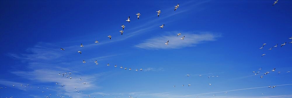 Low angle view of a flock of snow goose flying in the sky, Bosque Del Apache National Wildlife Reserve, New Mexico, USA