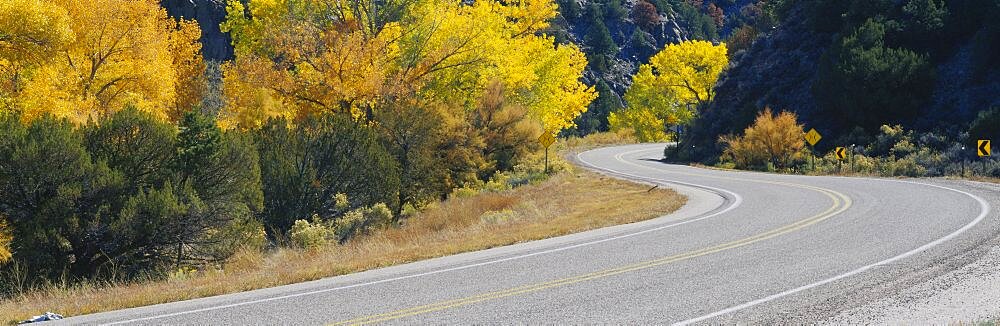 Road running through a forest, Rio Arriba County, New Mexico, USA