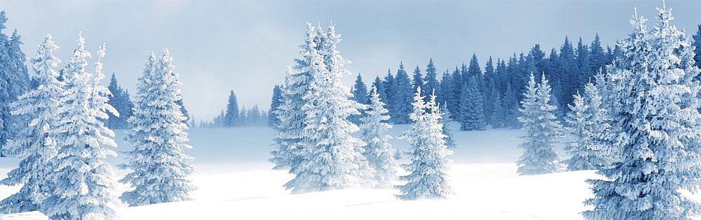 Fresh Snow on Pine Trees, aos County, New Mexico, USA