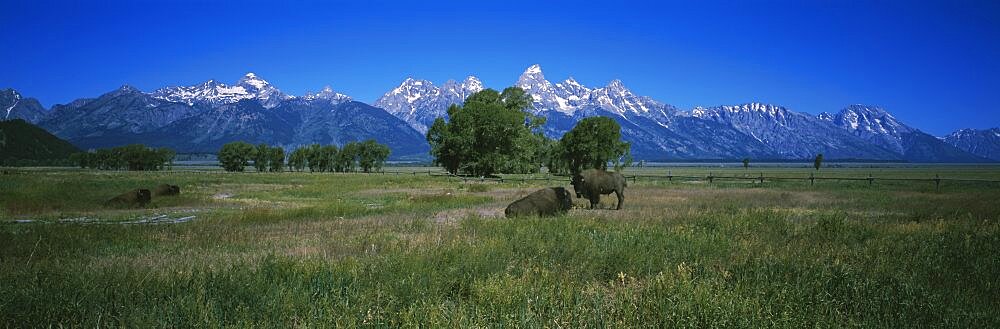 Two buffalos on a field, Grand Teton National Park, Wyoming, USA