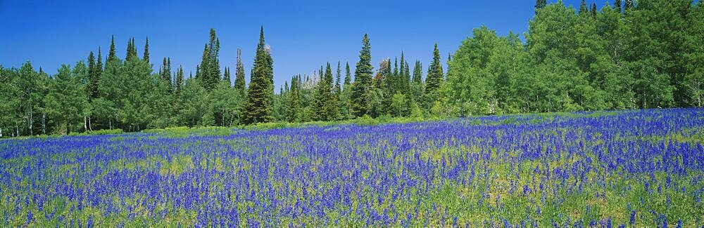 Lupine flowers in a field, Wasatch Plateau, Utah, USA