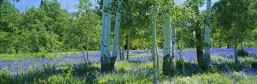 Field of lupine and aspen trees, Wasatch Plateau, Utah, USA