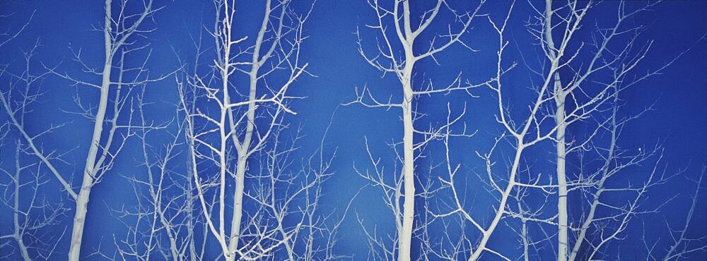 Bare Aspen Trees at Dark