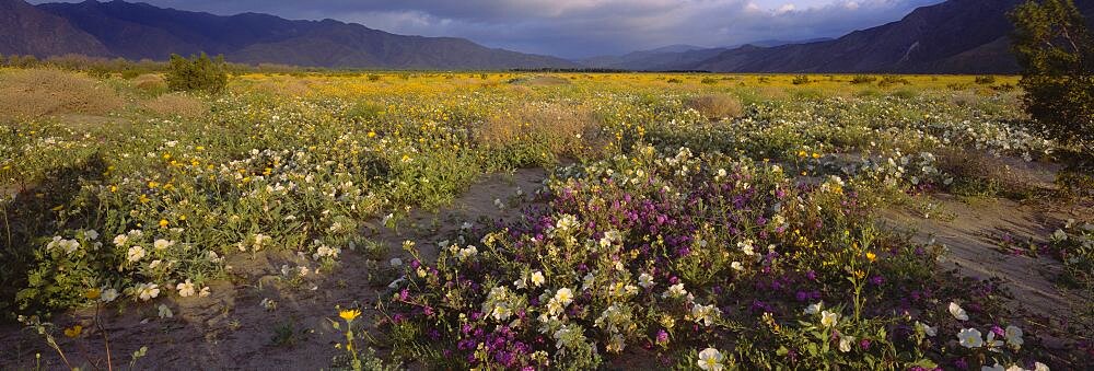 High angle view of wildflowers in a landscape, Anza-Borrego Desert State Park, California, USA