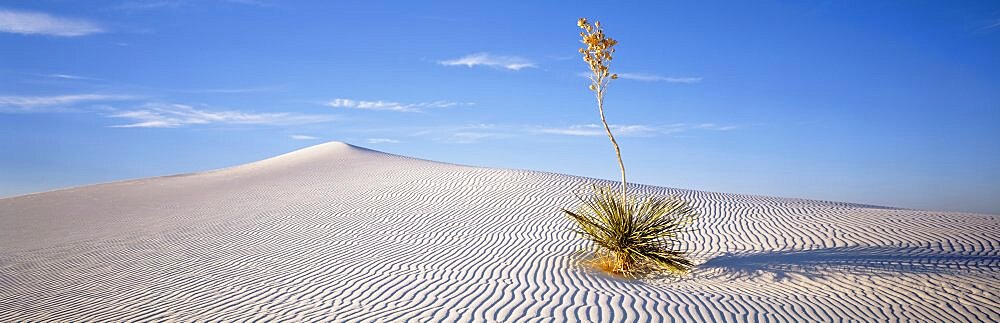 USA, New Mexico, White Sands National Monument, Soaptree Yucca