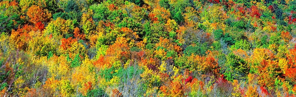 Fall Foliage Catskill Park NY USA