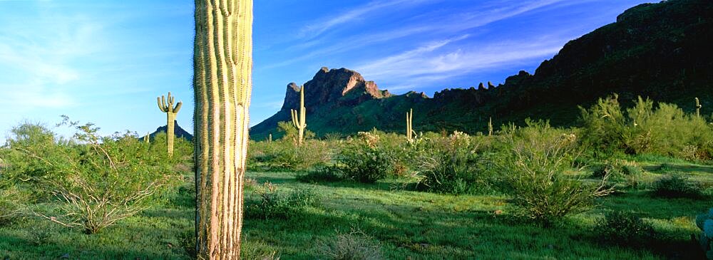 Saguaro cactus in a state park, Picacho Peak State Park, Arizona, USA