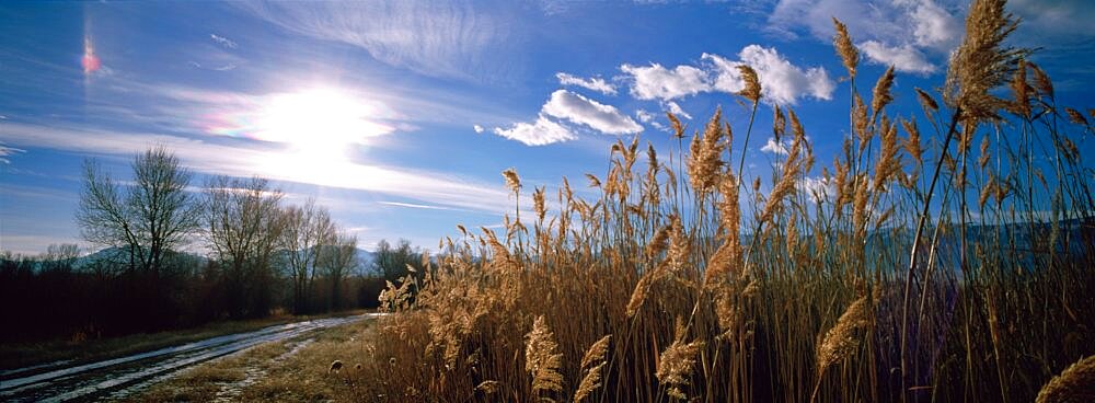 Pampas grass growing along a country road, Townsend, Montana, USA