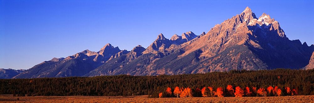 Aspens Teton Range Grand Teton National Park WY USA