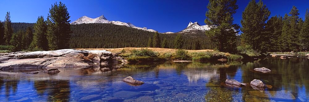 Pine trees near a river, Tuolumne River, Yosemite National Park, California, USA