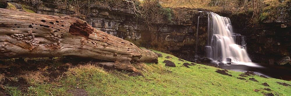 Bare tree lying on grass, East gill falls, Ingleton, North Yorkshire, England