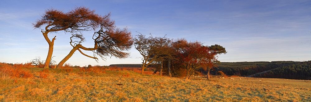 Trees on a landscape, Golden hour, Helwath Plantation, Scarborough, North Yorkshire, England