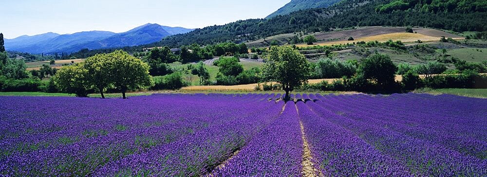 Mountain behind a lavender field, Provence, France