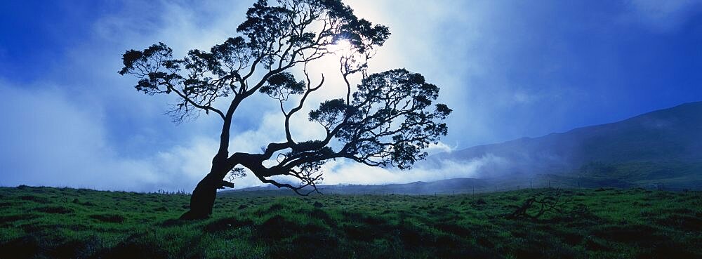 Koa tree on a landscape, Mauna Kea, Kamuela, Big Island, Hawaii, USA