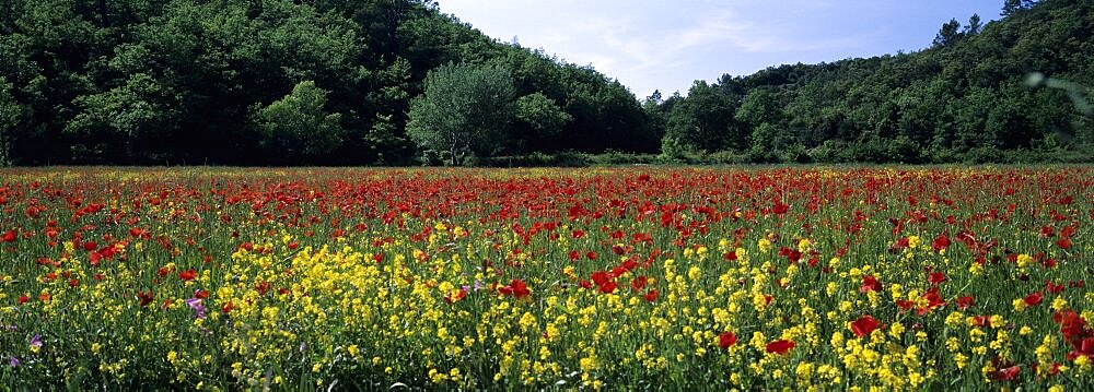 Poppies growing in a field, France