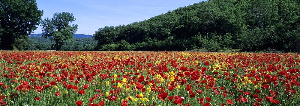 Poppies growing in a field, France