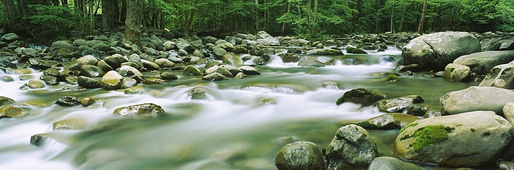 River running through a forest, Little Pigeon River, Great Smoky Mountains National Park, Tennessee, USA