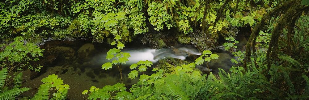 High angle view of a lake in the forest, Willaby Creek, Olympic National Forest, Washington State, USA