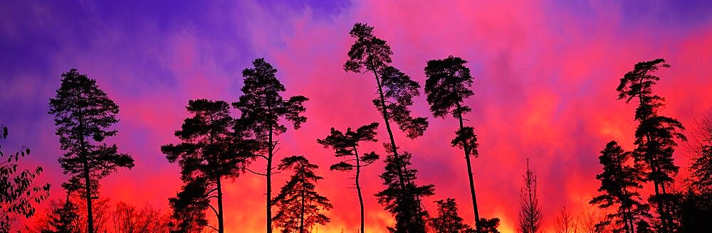 Pine Trees Cantone Zurich Switzerland