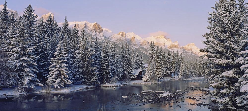 Trees covered with snow, Policeman's Creek, Canmore, Alberta, Canada