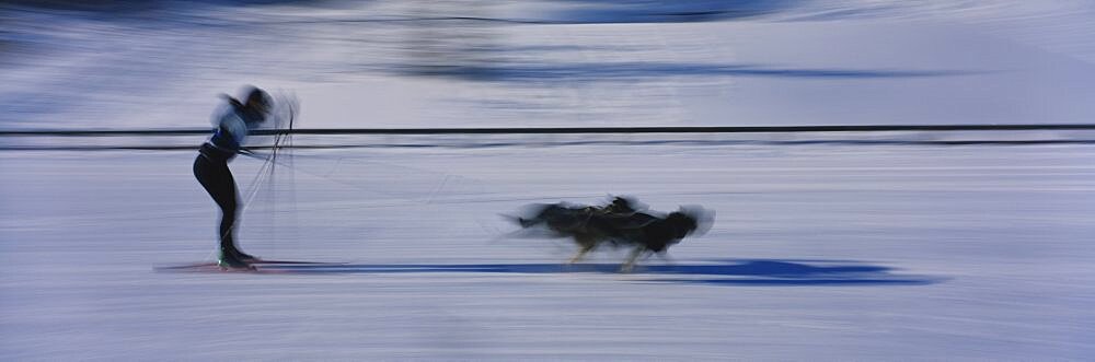 Dogs pulling a skier on snow, Canmore Nordic Center, Canmore, Alberta, Canada