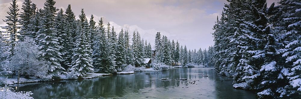 Evergreen trees covered with snow, Policeman's Creek, Canmore, Alberta, Canada