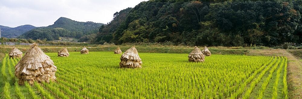 Stacks of straw on a cultivated field, Imari, Saga Prefecture, Japan