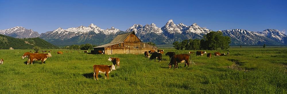 Herd of cows grazing in a field, Grand Teton National Park, Wyoming, USA