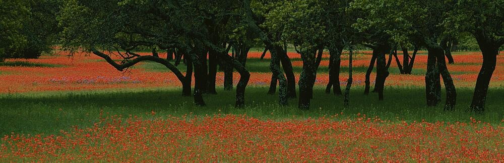 Indian paintbrush flowers and Oak trees in a park, Texas, USA