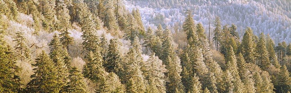 High angle view of trees in a forest, Great Smoky Mountains National Park, Tennessee, USA