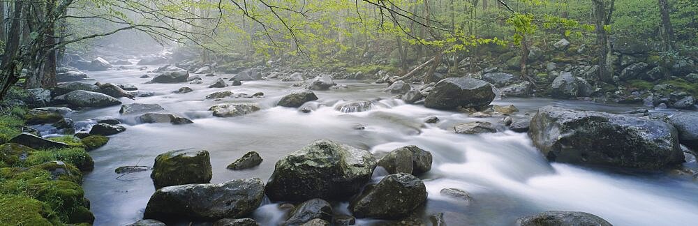 River flowing through the forest, Little Pigeon River, Great Smoky Mountains National Park, Tennessee, USA