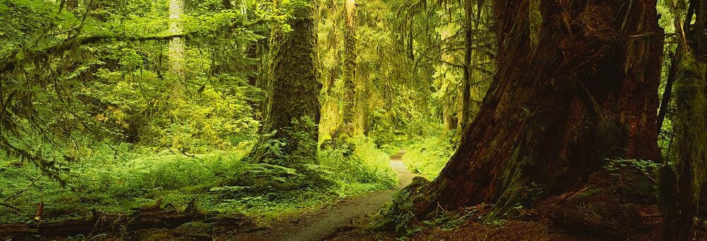 Trees in a forest, Olympic National Park, Washington State, USA