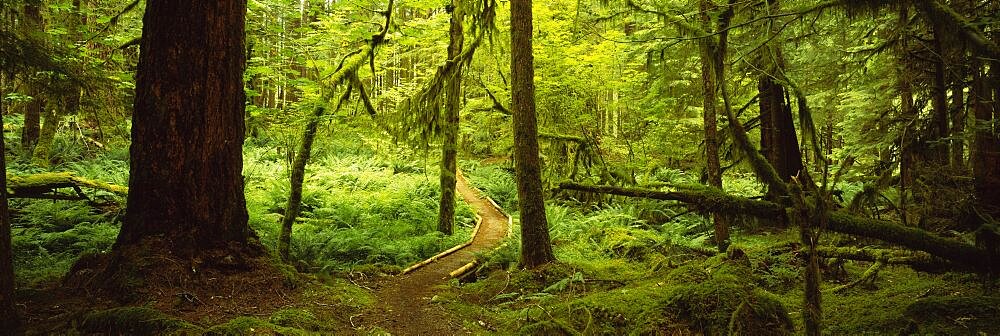 Trees in a forest, Olympic National Park, Washington State, USA