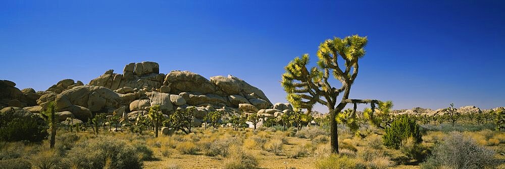 Rock formations on a landscape, Joshua Tree National Monument, California, USA