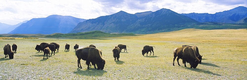 Herd of bisons grazing in a field, Waterton Lakes National Park, Alberta, Canada