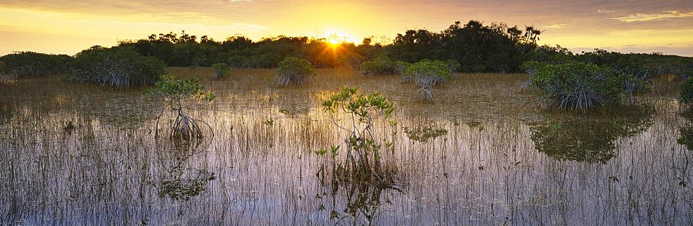 Sunrise over a pond, Everglades National Park, Florida, USA