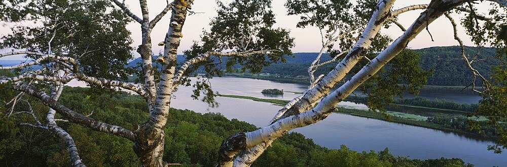 High angle view of a tree with a river in the background, Mississippi River, Perrot State Park, Wisconsin, USA