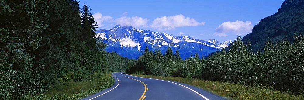 Plants on both sides of a road, Glacier Road, Kenai Mountains, Kenai Peninsula, Seward, Alaska, USA