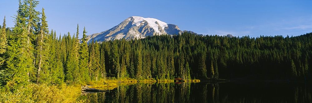 Trees in a forest, Mt Rainier National Park, Washington State, USA