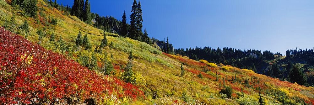 Bushes and trees on a mountainside, Mt Rainier National Park, Washington State, USA