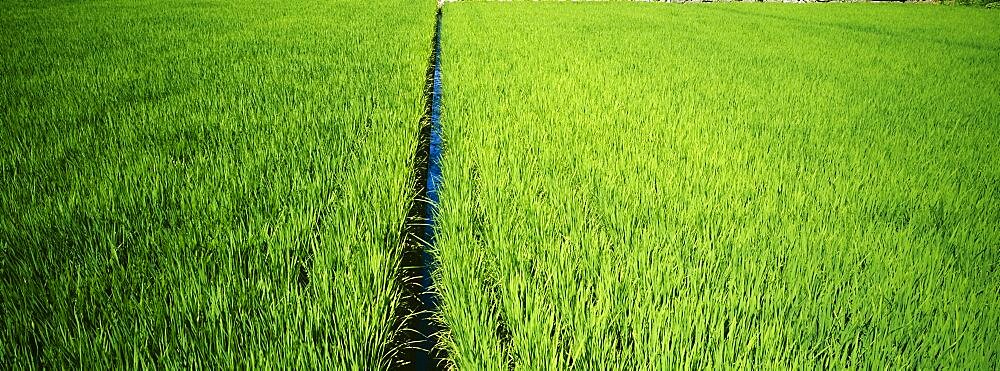 High angle view of a rice field, Matsuzaki, Japan