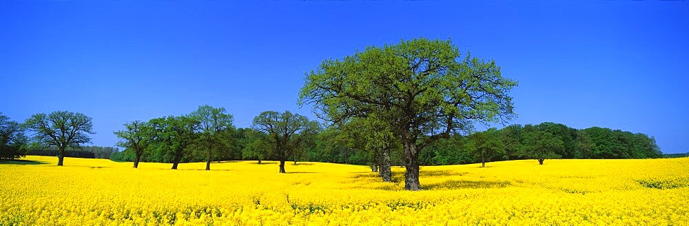 Rape Field Northern Germany