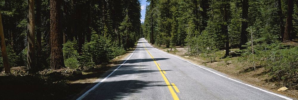 Trees on both sides of a road, Yosemite National Park, California, USA