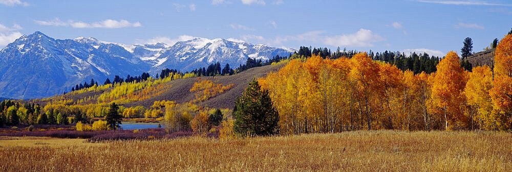 Aspen trees in a forest, Grand Teton National Park, Wyoming, USA