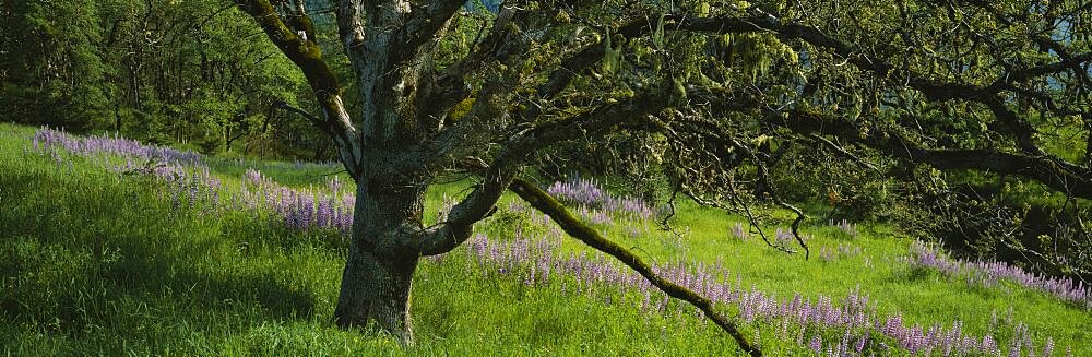 Oak tree in a field, Redwood National Park, California, USA