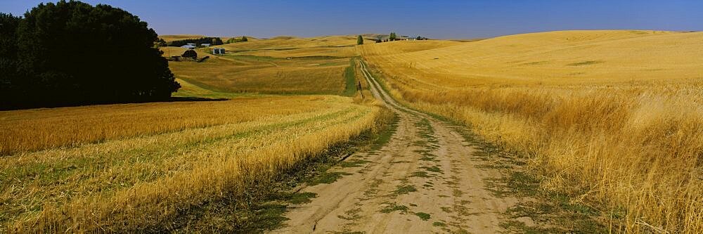 Dirt road passing through a wheat field, Palouse Region, Whitman County, Washington State, USA